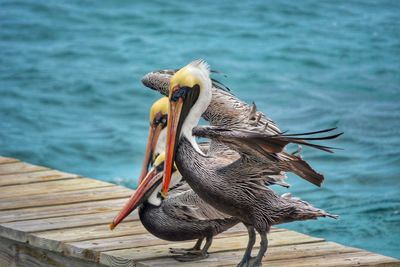 Close-up of pelican on sea shore