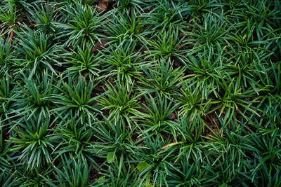 Full frame shot of plants in garden