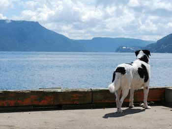 Dog standing on shore by sea against sky