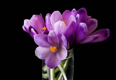 Close-up of flower over black background