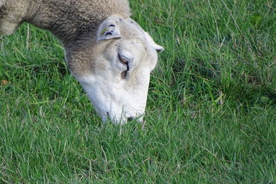 High angle view of sheep on field