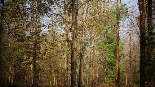 View of trees in forest