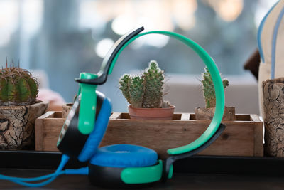 Close-up of potted plant on table