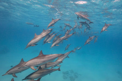 Dolphins swimming in sea