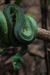 Close-up of lizard on tree branch