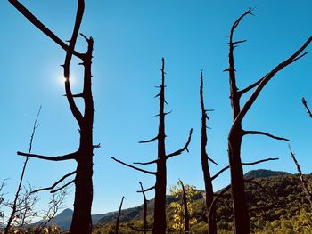 Low angle view of bare trees against clear blue sky