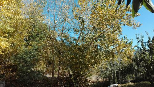 Low angle view of trees against sky during autumn