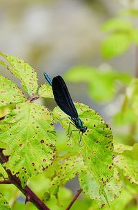 Close-up of butterfly perching on leaf