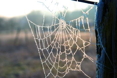 Close-up of spider web against water