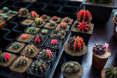 High angle view of various fruits for sale