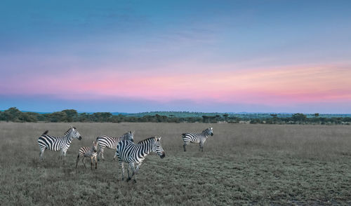 View of horses on field against sky during sunset