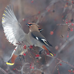 Bird on a branch