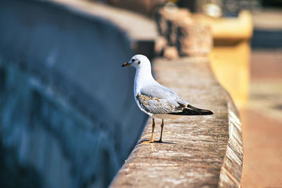 Close up of a lonely dove perched over a wall. 