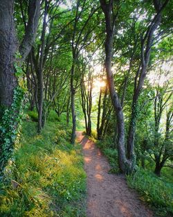 Trees in forest