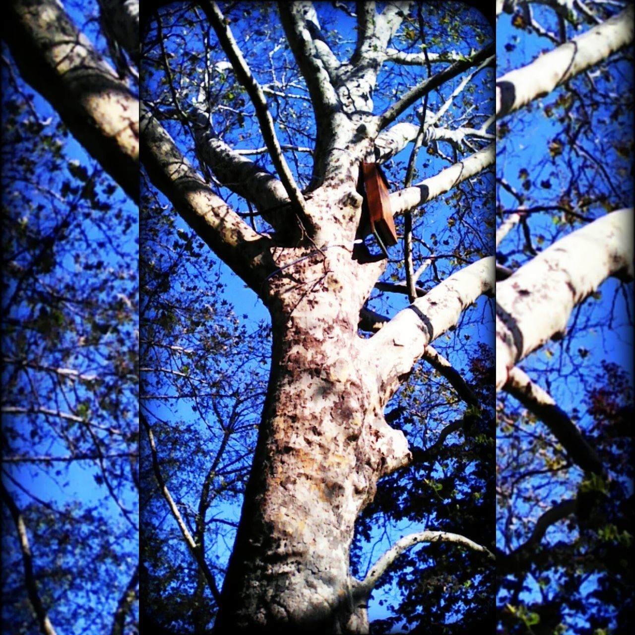 tree, low angle view, branch, nature, beauty in nature, growth, tree trunk, no people, sky, outdoors, day