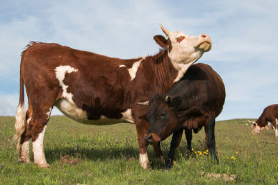 Two cows playing together in the summer meadow