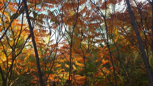 Low angle view of trees in forest