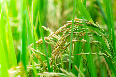 Close-up of cereal plant