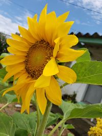 Close-up of yellow sunflower