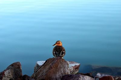 Bird on rock in lake