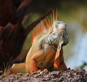 Close-up of iguana sitting on rock