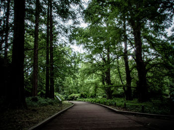 Road amidst trees in forest