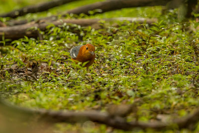 Close-up of bird perching on a field