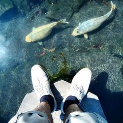 Low section of person standing in water