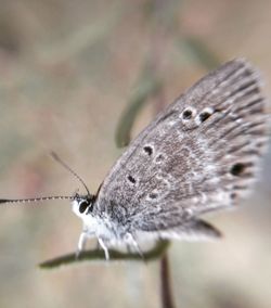 Close-up of butterfly