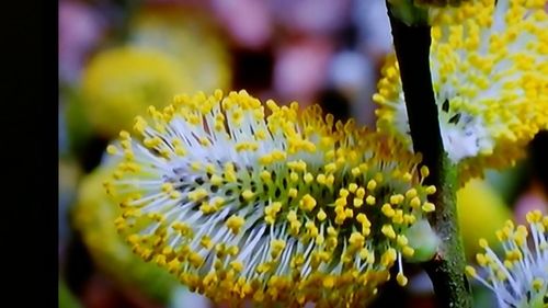 Close-up of yellow flower
