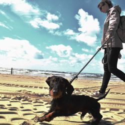 Dog standing on landscape against cloudy sky