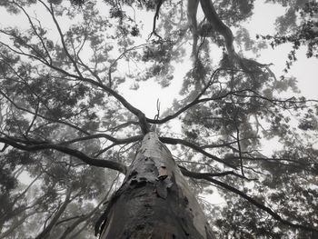 Low angle view of tree against sky