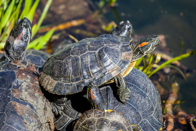 Close-up of tortoise