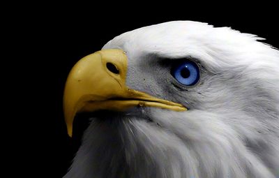 Close-up of bald eagle against black background