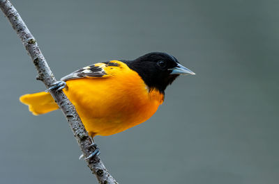 Close-up of bird perching on a branch