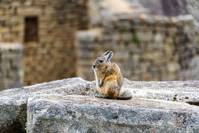 Chinchilla sitting on rock at machu picchu