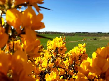 Close-up of yellow flowering plant on field against clear sky