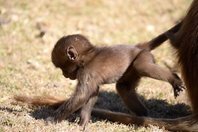 Monkeys on a field