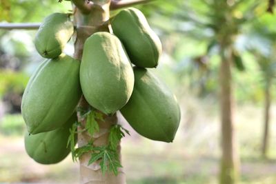 Close-up of fruits growing on tree