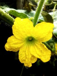 Close-up of yellow flowering plant