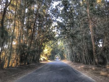 Road amidst trees in forest during winter