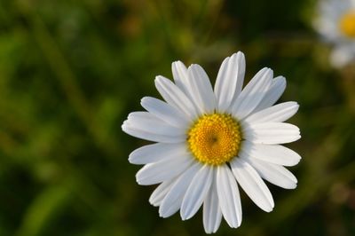 Close-up of white daisy
