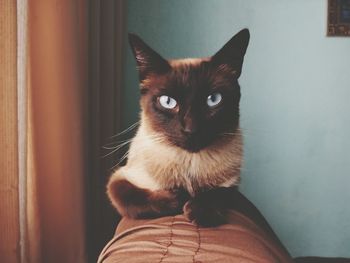 Portrait of cat sitting on man at home