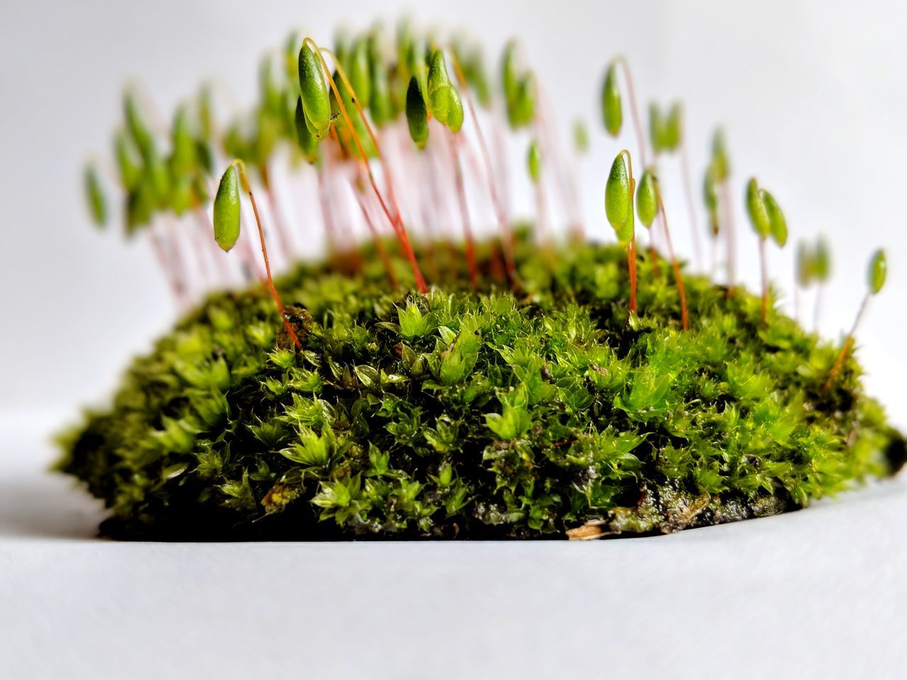 green color, growth, close-up, no people, plant, freshness, nature, indoors, beauty in nature, day, white background