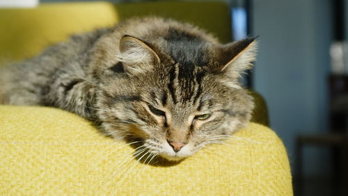 Close-up portrait of a cat