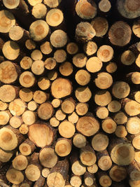 Full frame shot of logs in forest