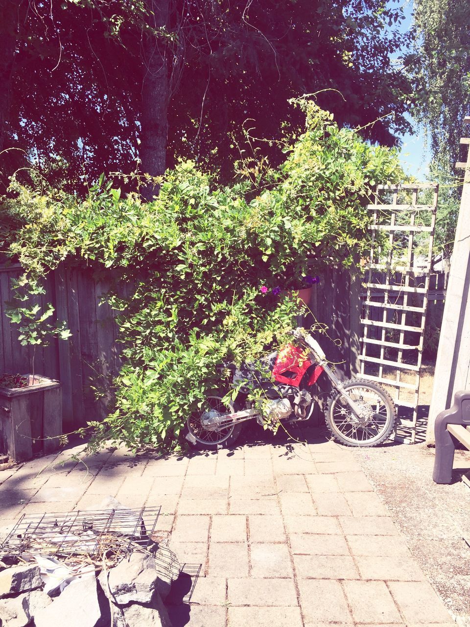plant, tree, growth, sunlight, sidewalk, paving stone, bicycle, built structure, building exterior, footpath, potted plant, day, cobblestone, outdoors, shadow, architecture, front or back yard, chair, absence, green color