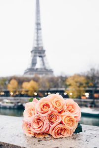 Close-up of rose in water