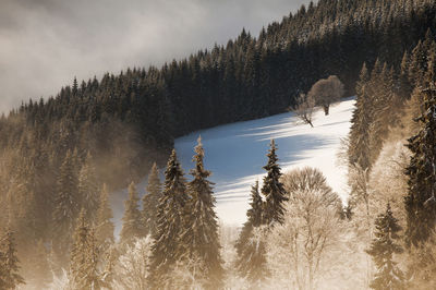 Trees on snow covered landscape against sky