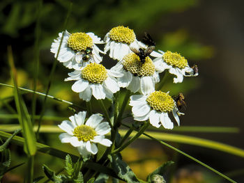 Close-up of insect on white flower